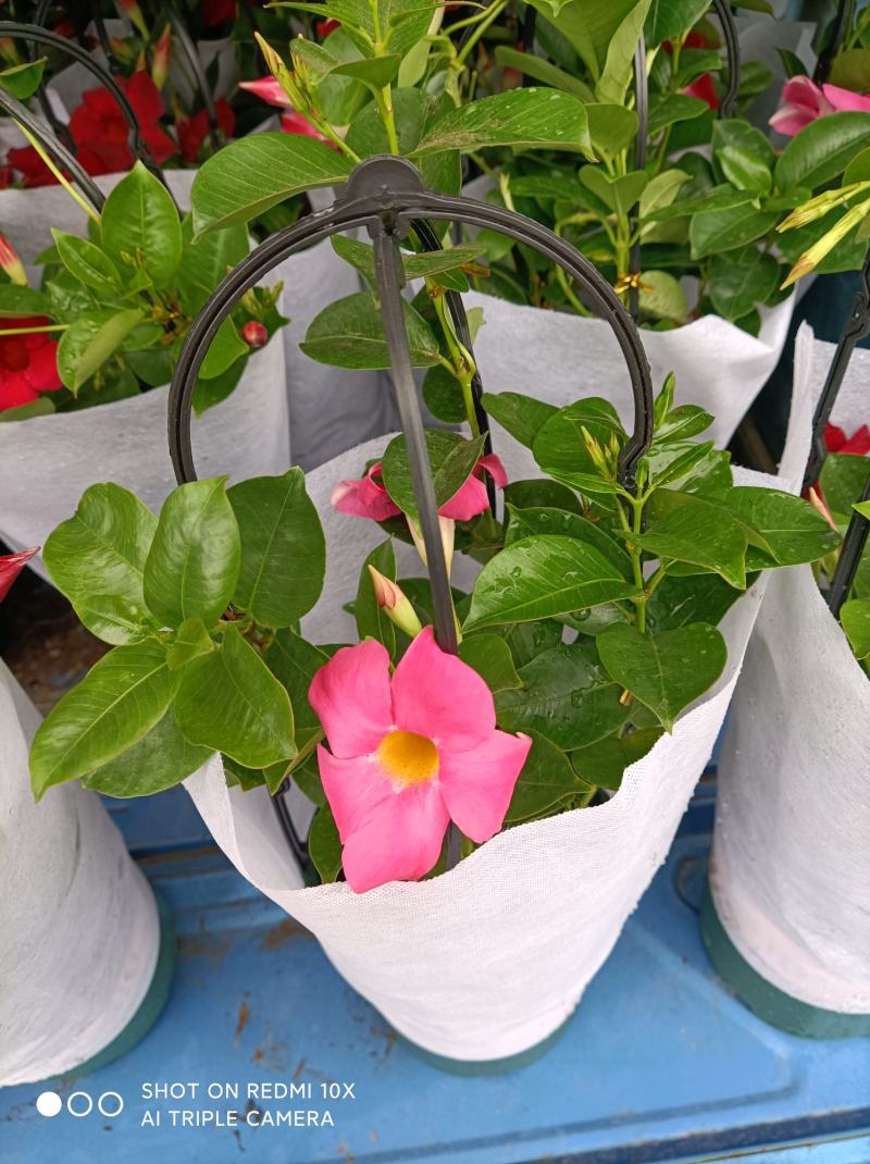 飘香藤/基地直发/规格多样/色泽鲜艳/颜色多大量出货欢迎