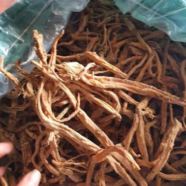 党参靓货，不是种植的。