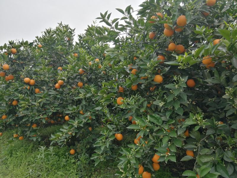 夏橙数量10万斤左右，适合市场营销的老板请速度联系我合作