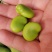 陕西优质蚕豆胡豆颗粒饱大白豆产地直供