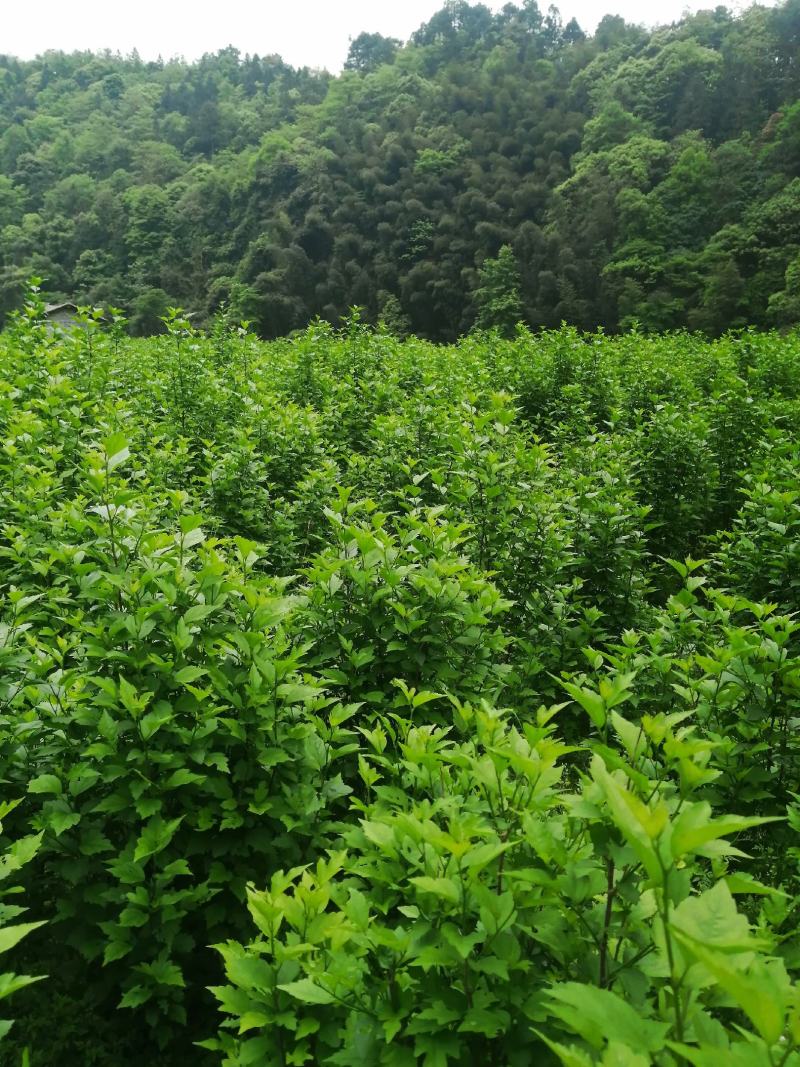 木槿丛生苗！