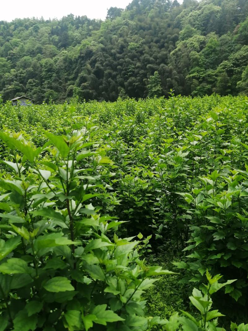 木槿丛生苗！