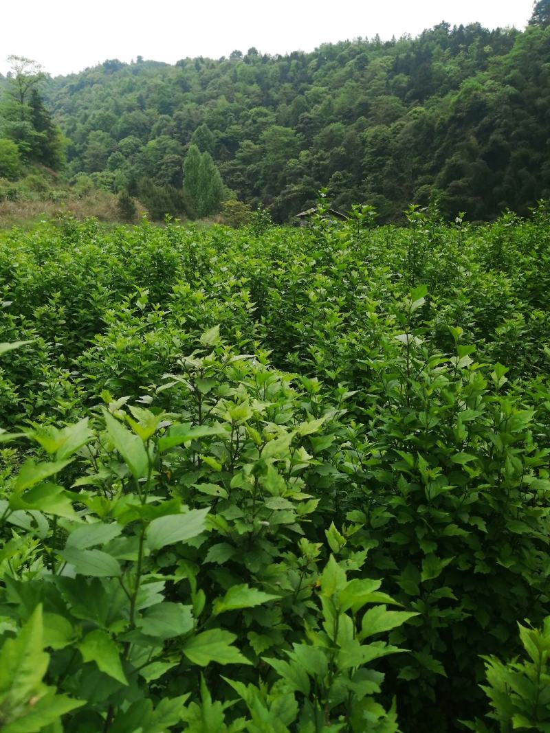 木槿丛生苗！