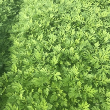 食用嫩艾草清明草艾粑粑