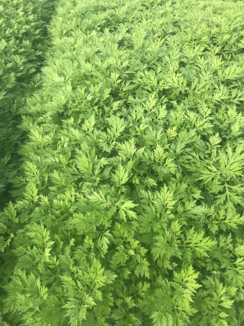 食用嫩艾草清明草艾粑粑
