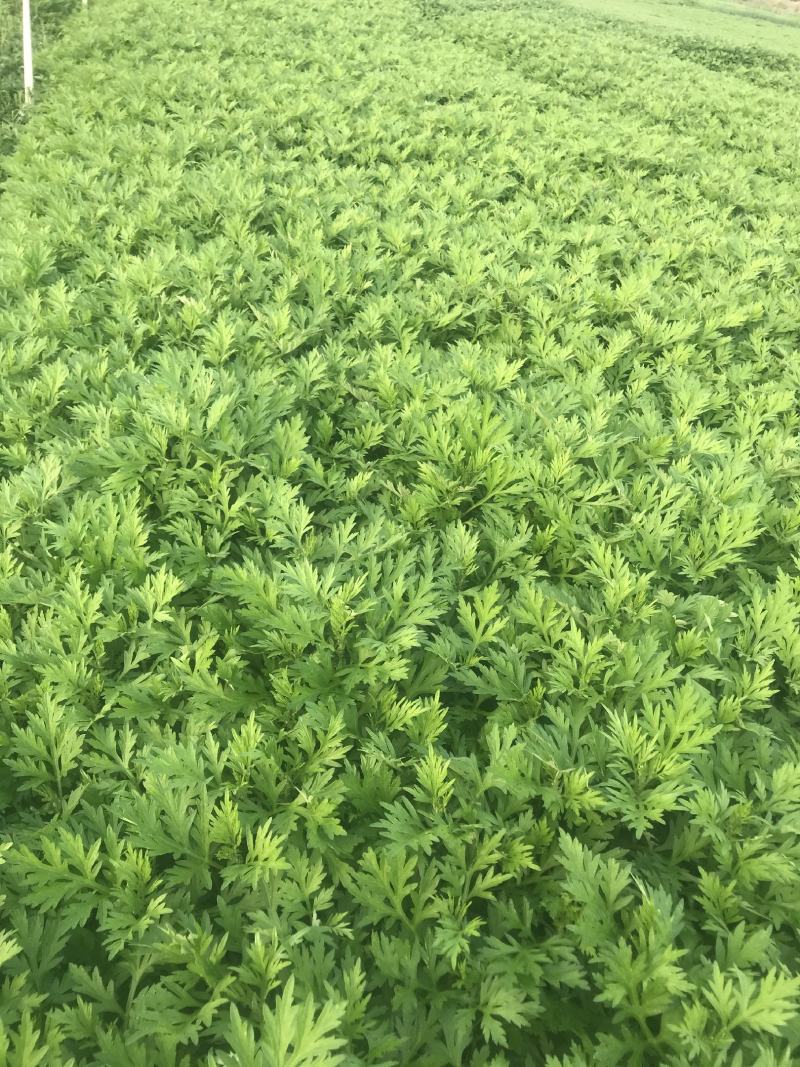 食用嫩艾草清明草艾粑粑