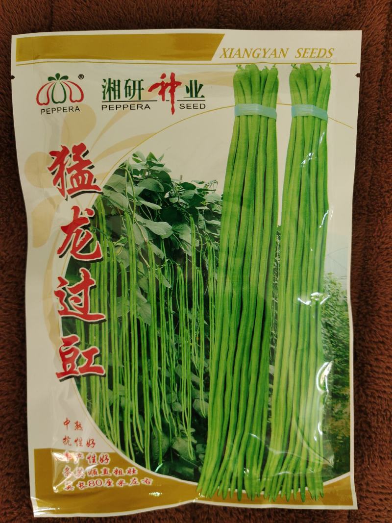 猛龙过豇豆种中熟耐老耐热无鼠尾