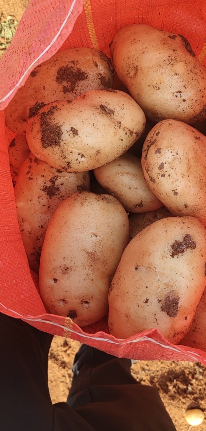 丽属土豆大量批发要的联系