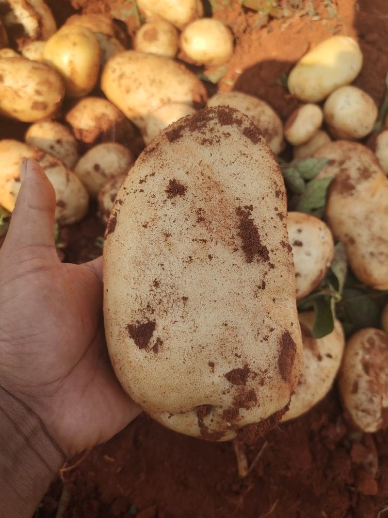丽属土豆大量批发要的联系
