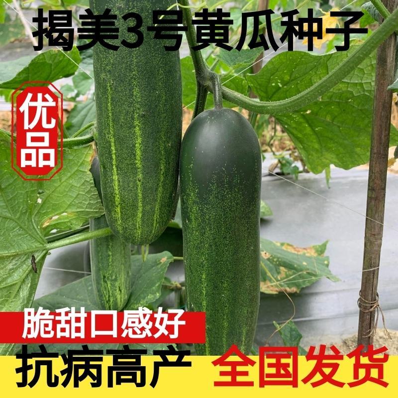 揭美3号吊瓜黄瓜旱黄瓜种子青瓜种子～种子质量超国标