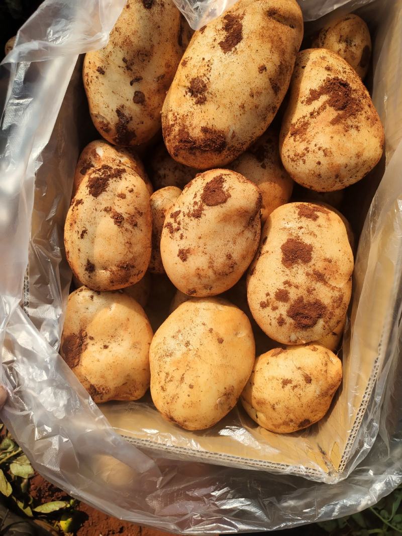 丽属土豆大量批发要的联系