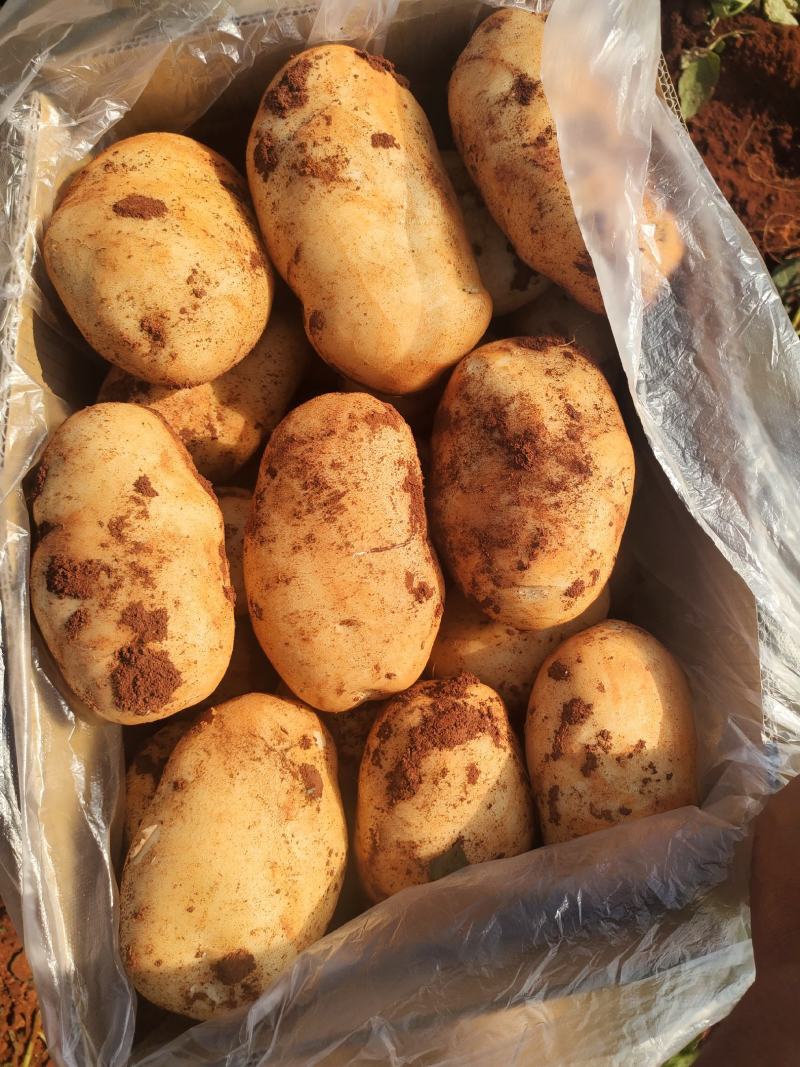 丽属土豆大量批发要的联系