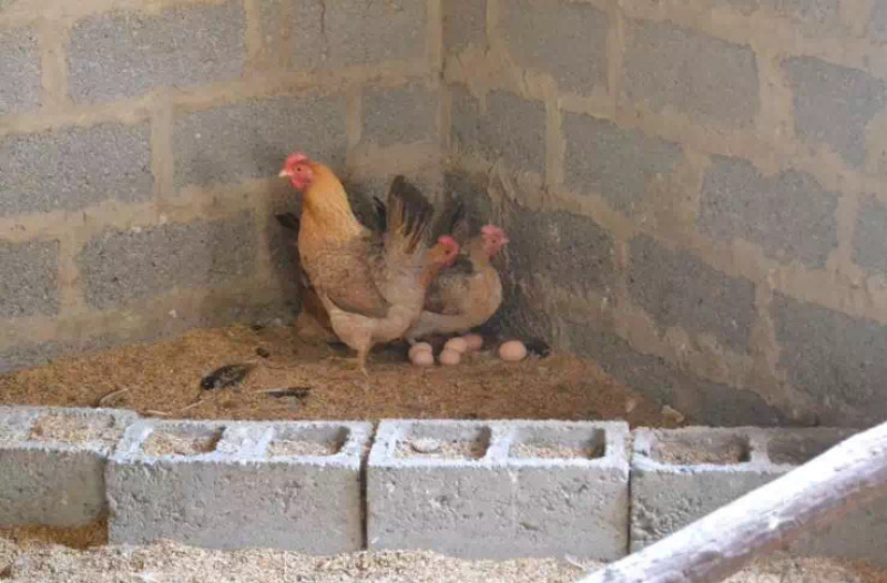瑶鸡鸡蛋
