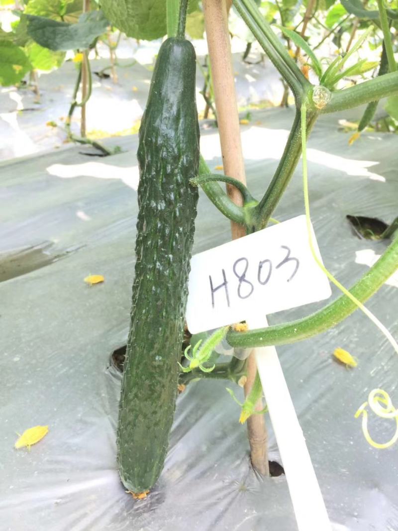 湘特803早熟油亮型耐热肉厚心腔小瓜身首尾匀