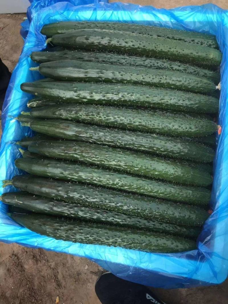 湘特803早熟油亮型耐热肉厚心腔小瓜身首尾匀