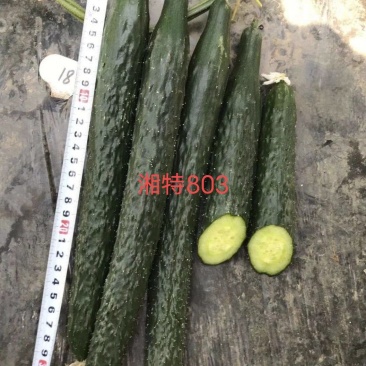 湘特803早熟油亮型耐热肉厚心腔小瓜身首尾匀