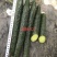 湘特803早熟油亮型耐热肉厚心腔小瓜身首尾匀