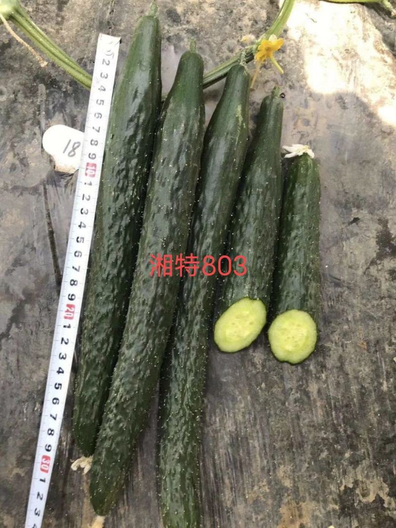 湘特803早熟油亮型耐热肉厚心腔小瓜身首尾匀