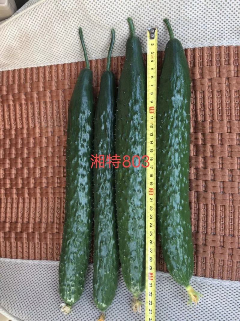 湘特803早熟油亮型耐热肉厚心腔小瓜身首尾匀