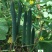 川翠168黄瓜种子早熟带腊粉耐热口感脆嫩抗病