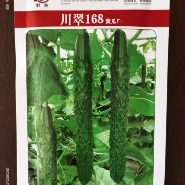 川翠168黄瓜种子早熟带腊粉耐热口感脆嫩抗病