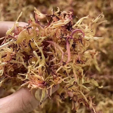 赤菜，南澳赤菜