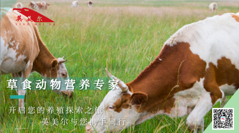 成都英美尔小幼牛犊生长骨架子牛复合专用预混饲料配方抗病促