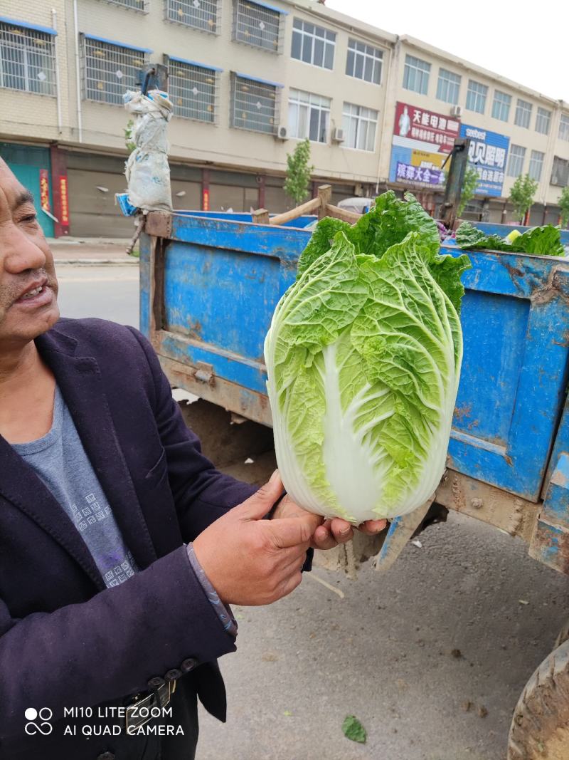 矮颗黄心大白菜净菜3-6斤，货源充足！！