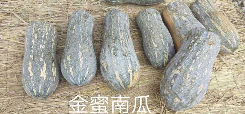 金蜜南瓜早中熟生长势强外形美观丰产