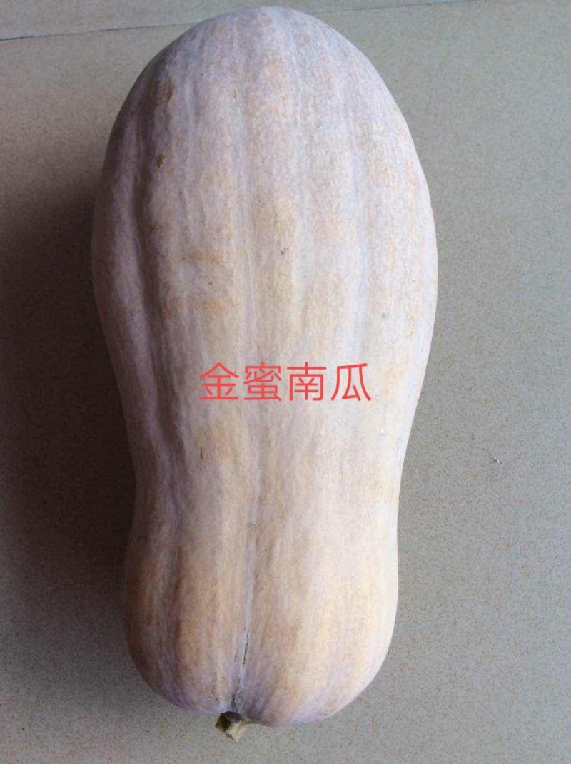 金蜜南瓜早中熟生长势强外形美观丰产