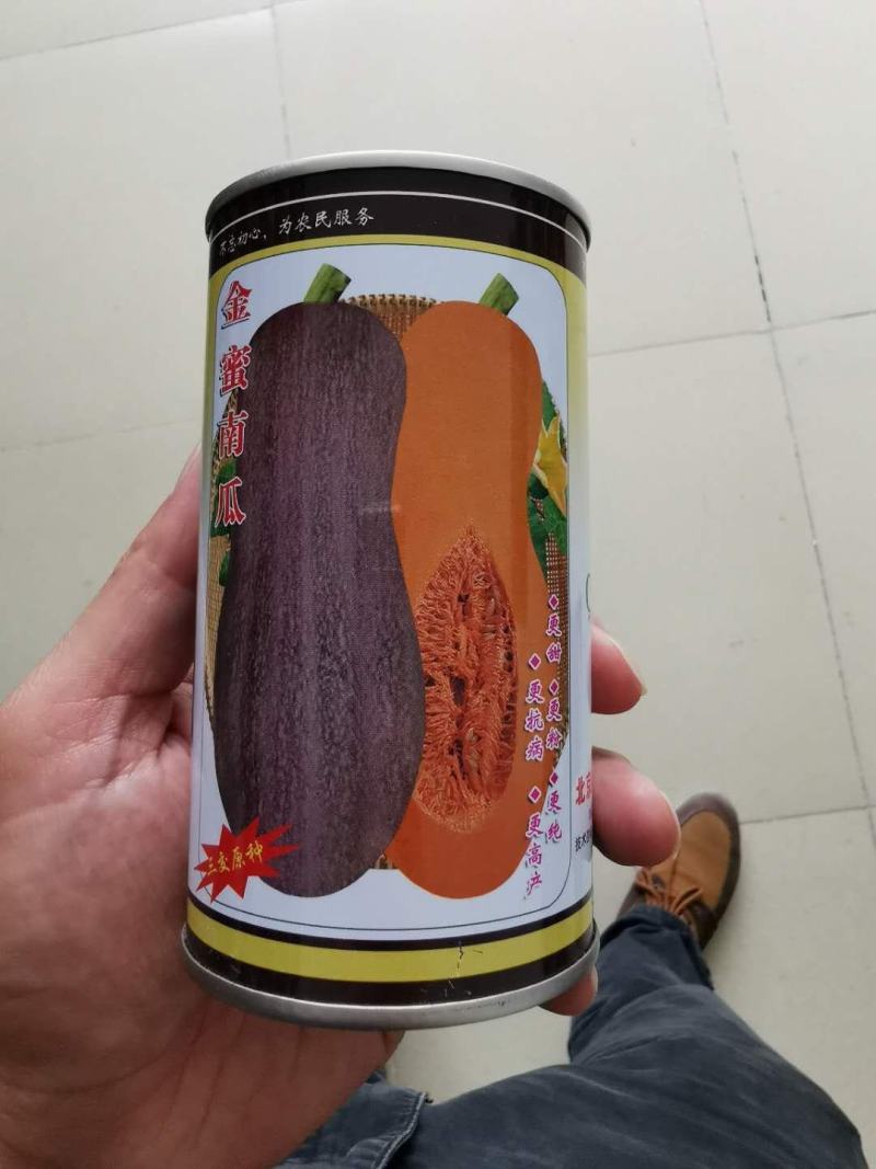 金蜜南瓜早中熟生长势强外形美观丰产