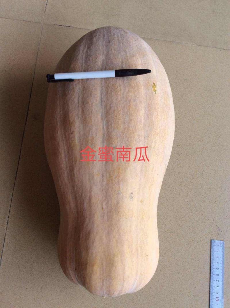 金蜜南瓜早中熟生长势强外形美观丰产