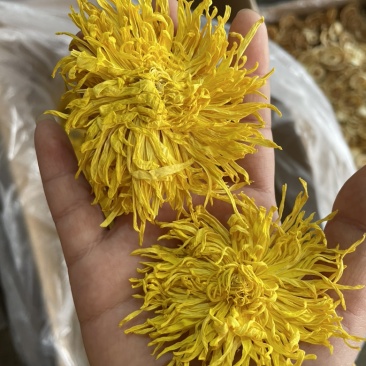 金丝皇菊大朵精品金丝皇菊纯干花特级