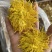金丝皇菊大朵精品金丝皇菊纯干花特级