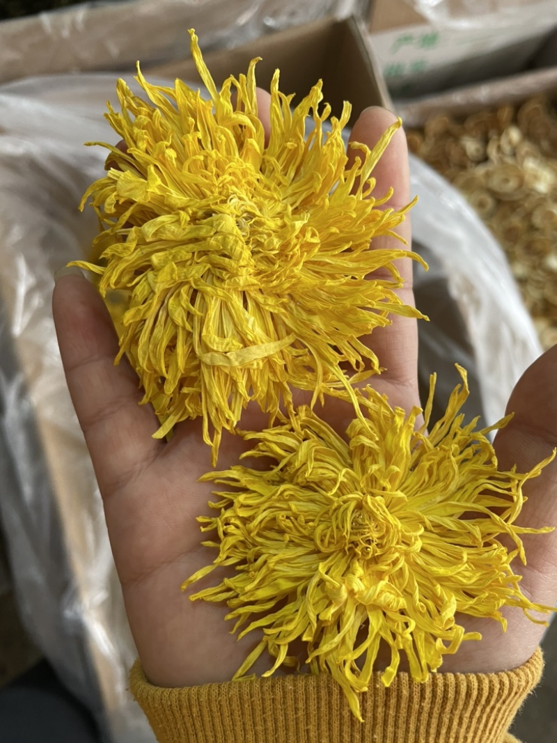金丝皇菊大朵精品金丝皇菊纯干花特级