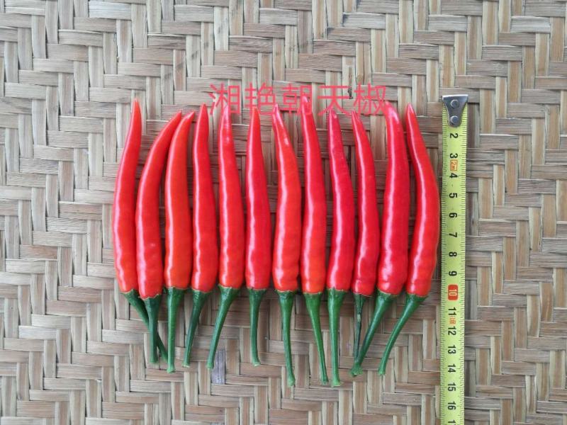 湘艳朝天椒中熟大果型抗病果实光泽硬度好