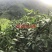 湘艳朝天椒中熟大果型抗病果实光泽硬度好