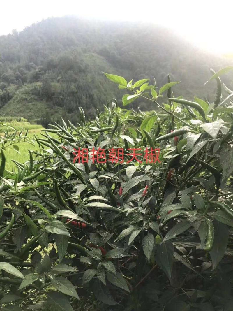 湘艳朝天椒中熟大果型抗病果实光泽硬度好
