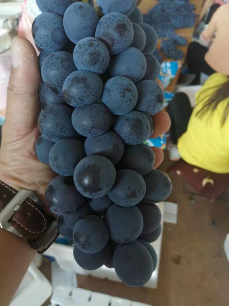 夏黑葡萄~云南很漂亮的夏黑葡萄