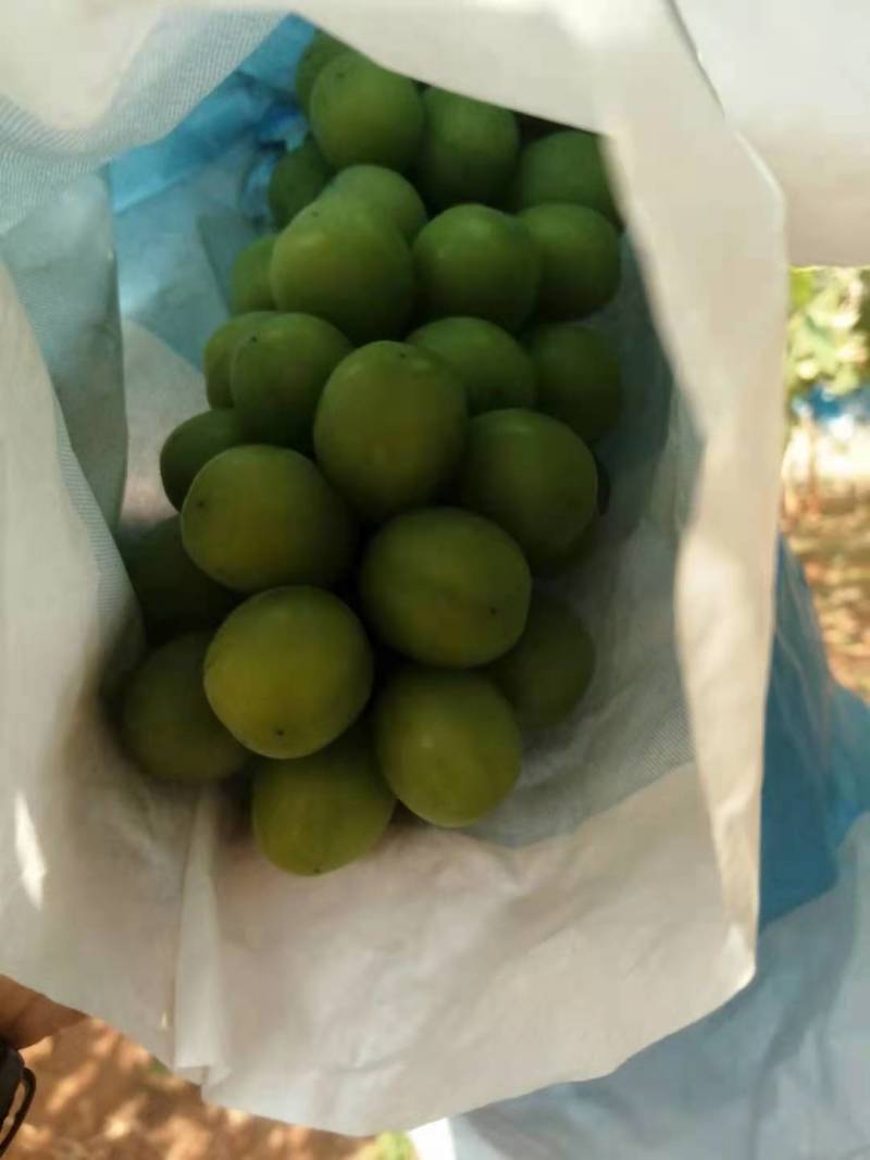 阳光玫瑰~香甜很脆的阳光玫瑰