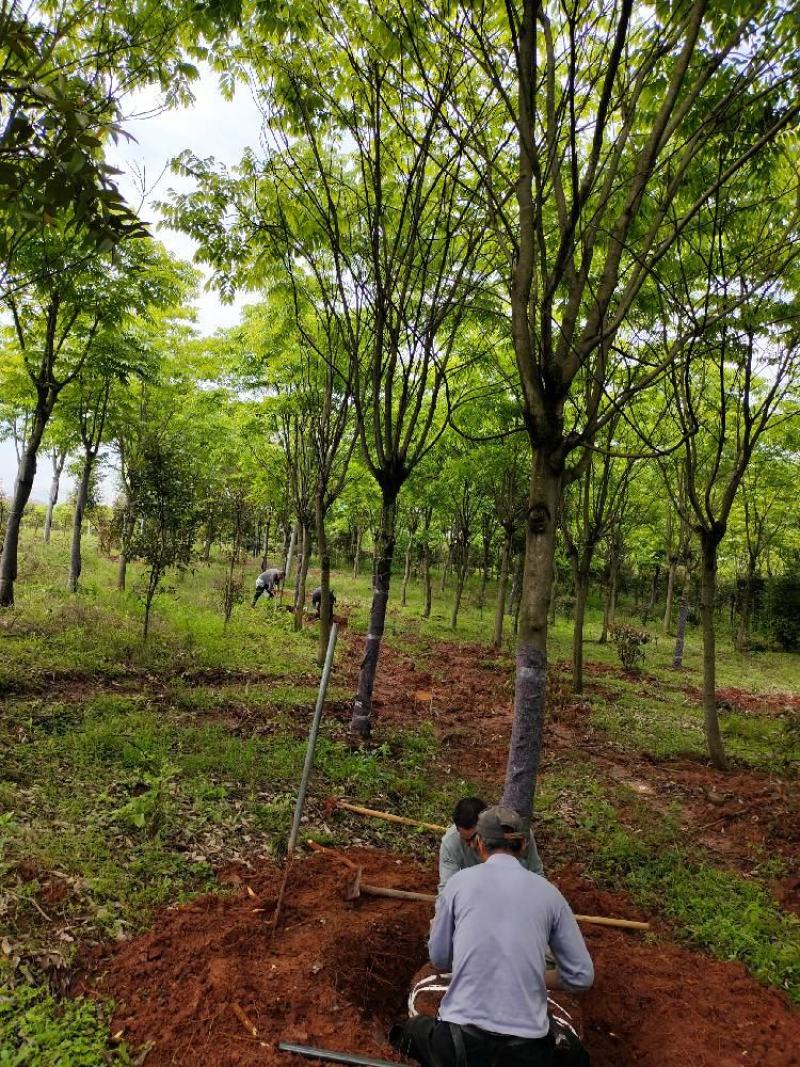 无患子1一20公分供应，大小规格齐全，欢迎新老客户咨询