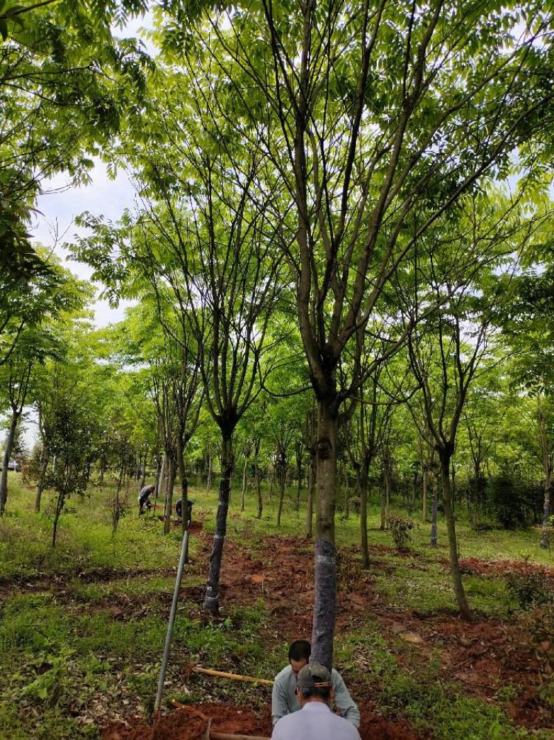无患子1一20公分供应，大小规格齐全，欢迎新老客户咨询