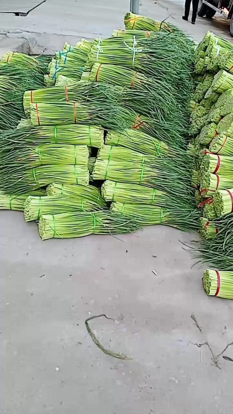 精品红帽蒜薹大量上市代发全国各地，诚信共赢保证质量