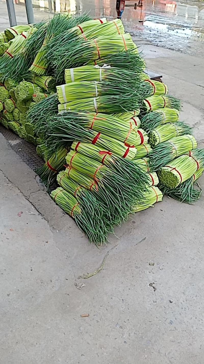 精品红帽蒜薹大量上市代发全国各地，诚信共赢保证质量