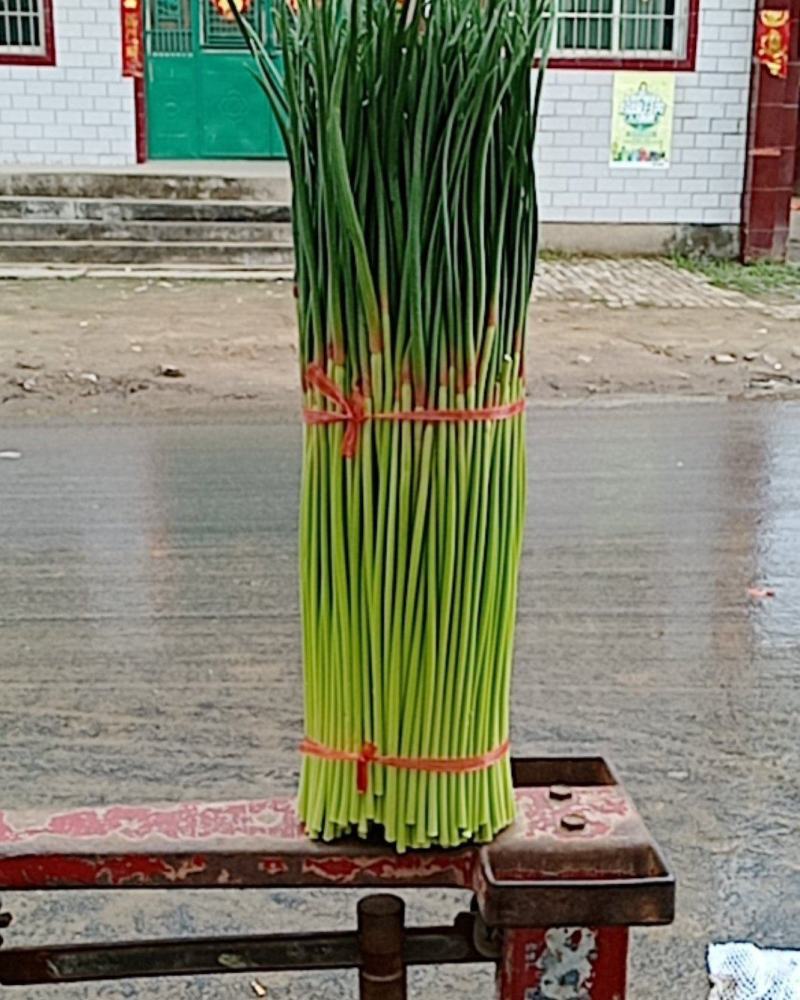 精品红帽蒜薹大量上市代发全国各地，诚信共赢保证质量