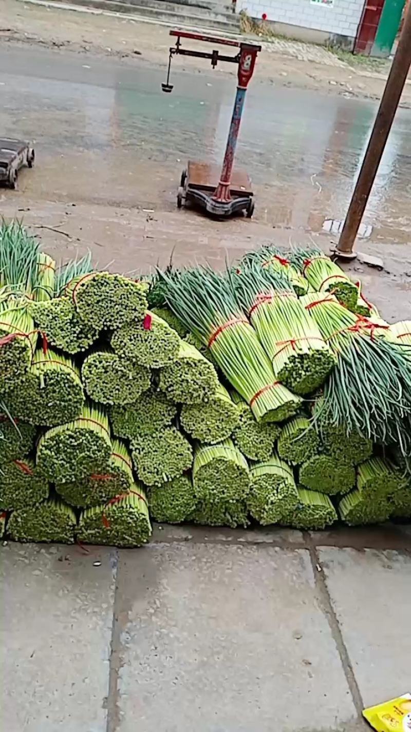 精品红帽蒜薹大量上市代发全国各地，诚信共赢保证质量