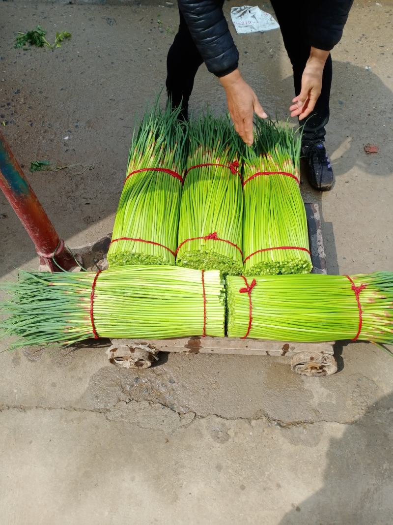 精品红帽蒜薹大量上市代发全国各地，诚信共赢保证质量