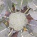 西兰花