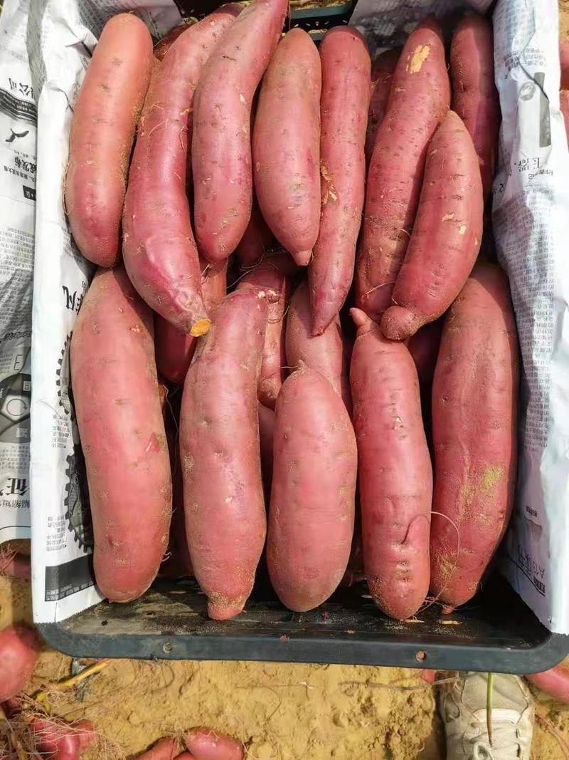 六鳌红蜜薯货源稳定走货快大量供应商超批发市场