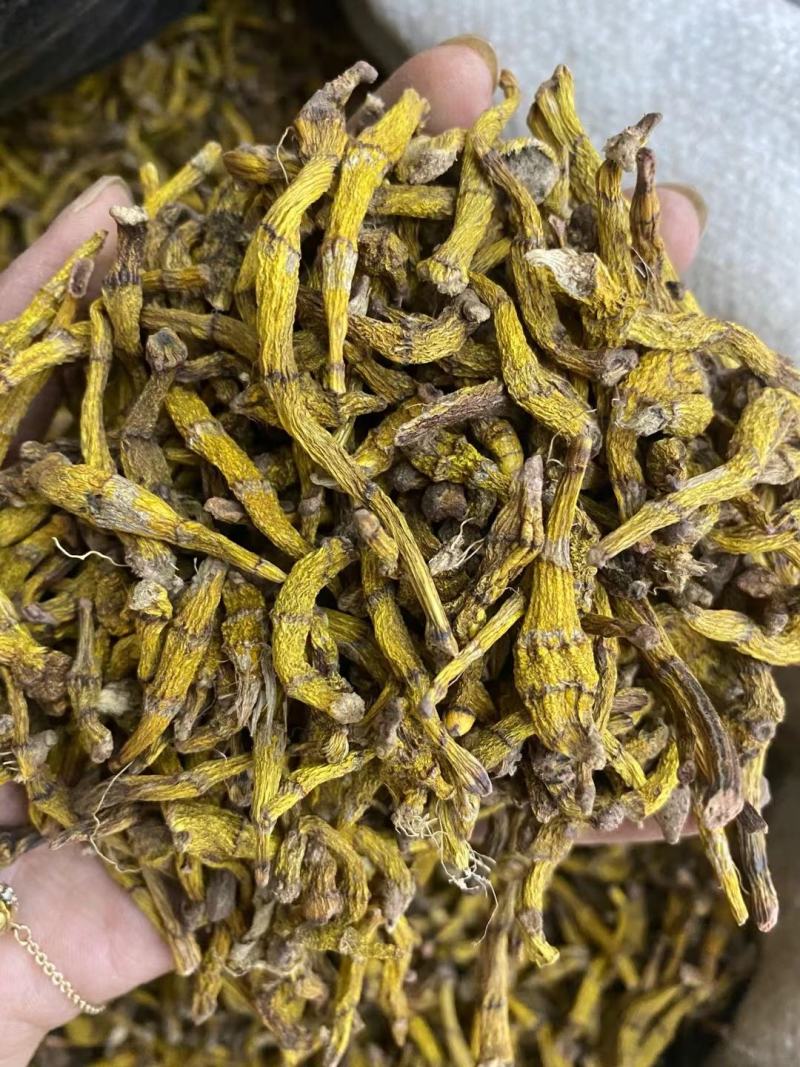 虎牙石斛干条